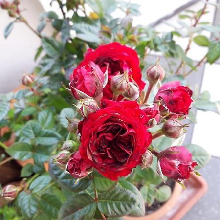 Hotel/Pension Rosengarten Franking エクステリア 写真